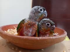 Extreme High Red Factor Conure Chicks Available