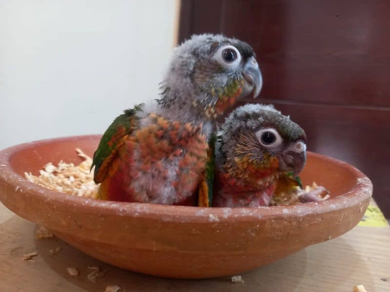 Extreme High Red Factor Conure Chicks Available 0