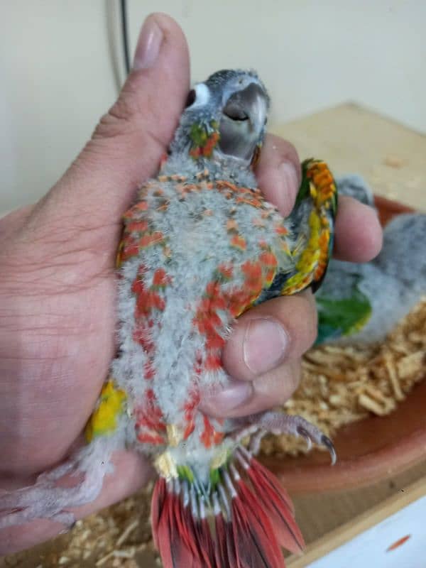 Extreme High Red Factor Conure Chicks Available 1