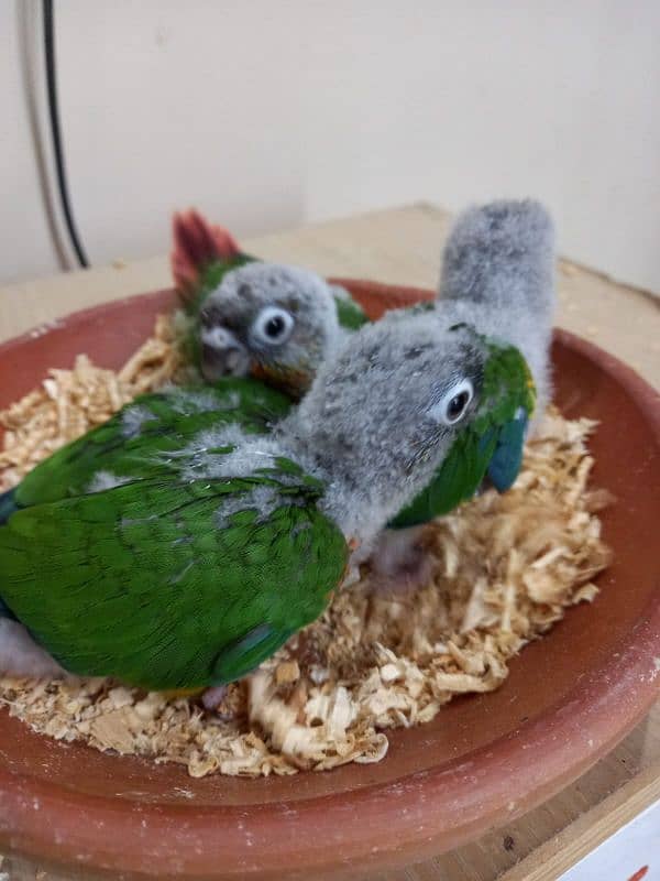 Extreme High Red Factor Conure Chicks Available 2