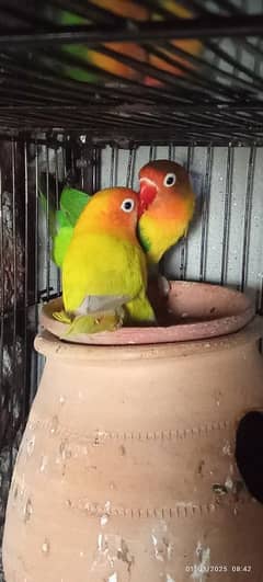 love birds 03060609798