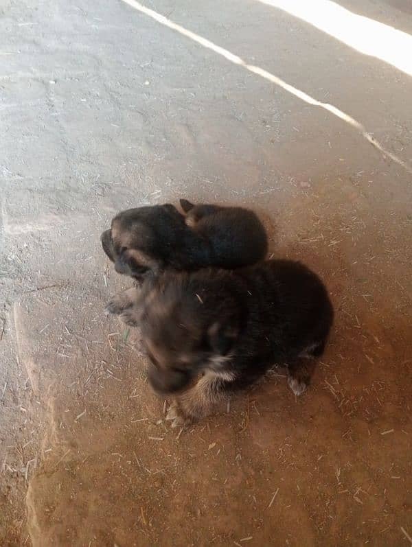 male female dog for sale age 50 din 1