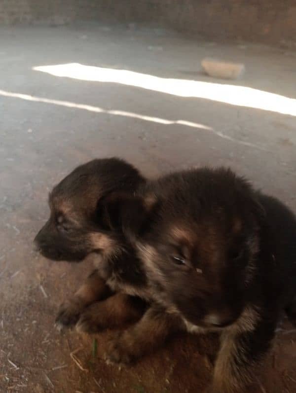 male female dog for sale age 50 din 2