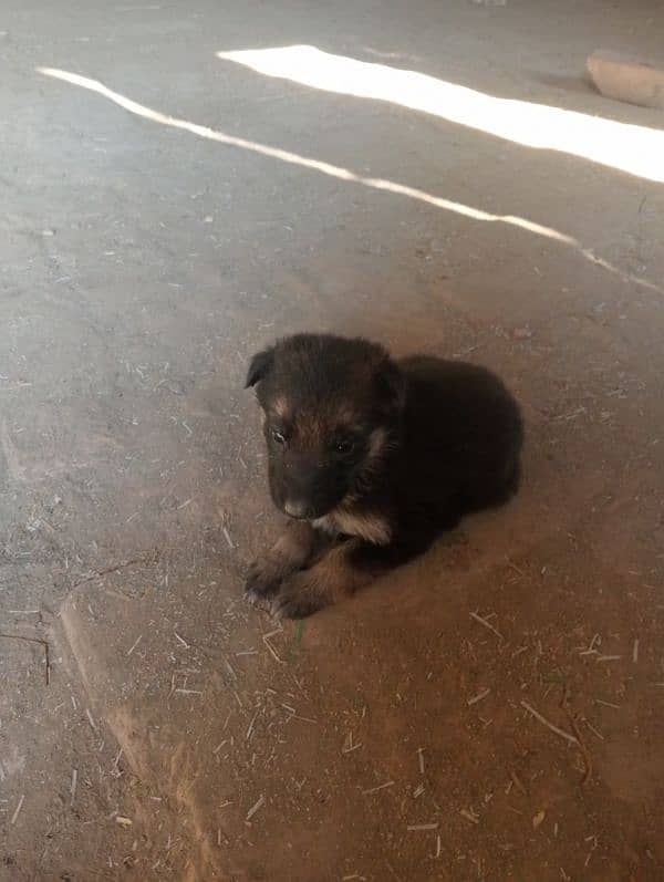 male female dog for sale age 50 din 3