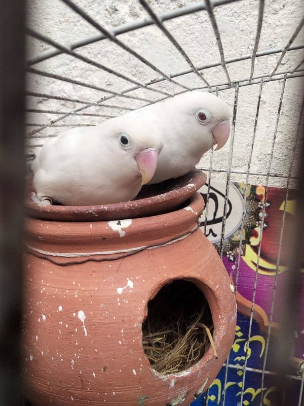 Albino red eye and black eye pair 1