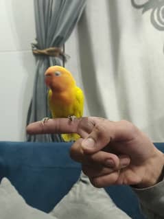 Fully Hand Tame Lutino Personata Lovebird