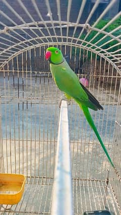 parrot for sale