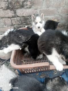 husky puppies