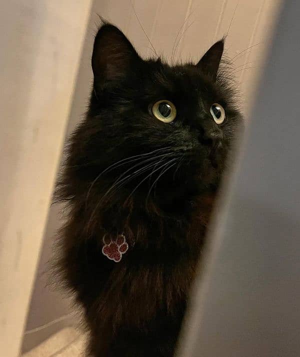 Black Beauty Persian punch face looking for new shelter 0