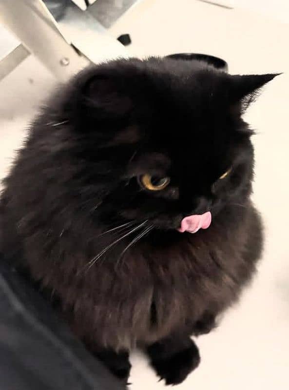 Black Beauty Persian punch face looking for new shelter 2