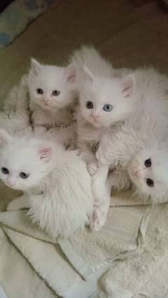 Extra Tripal coated Persian odd eyes kitten