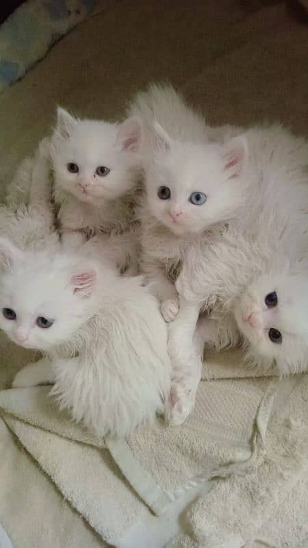 Extra Tripal coated Persian odd eyes kitten 0