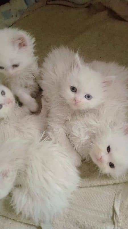 Extra Tripal coated Persian odd eyes kitten 3