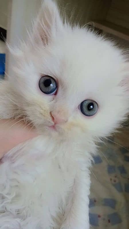 Extra Tripal coated Persian odd eyes kitten 6