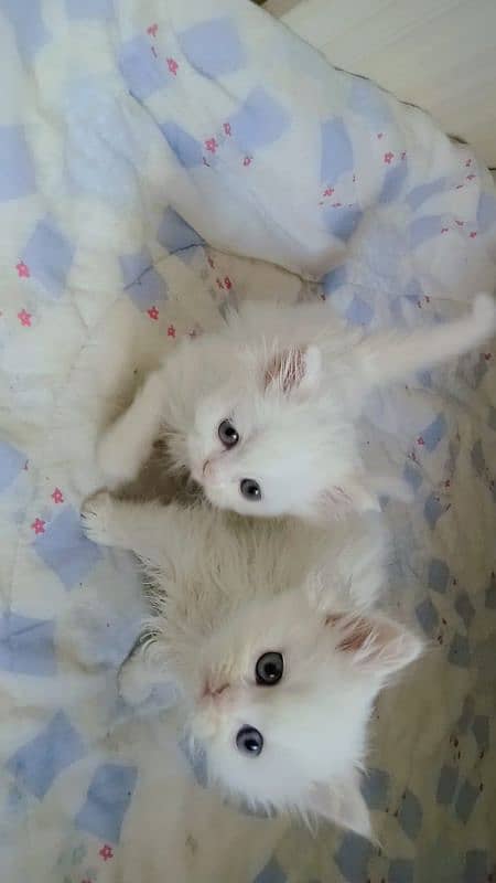 Extra Tripal coated Persian odd eyes kitten 8