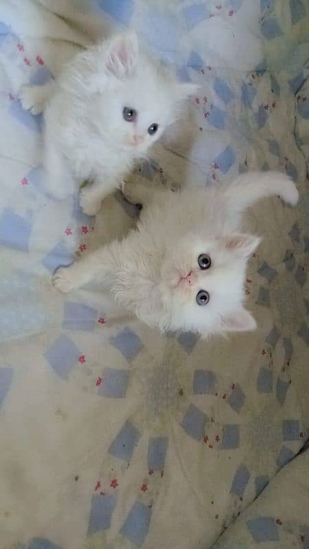 Extra Tripal coated Persian odd eyes kitten 9