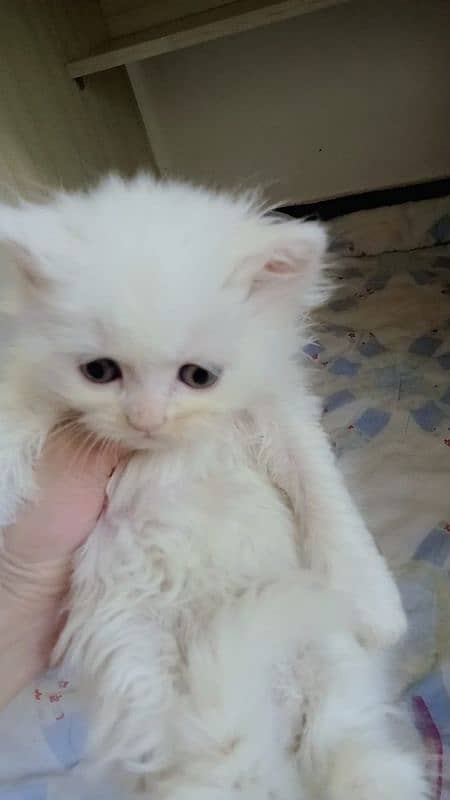 Extra Tripal coated Persian odd eyes kitten 10