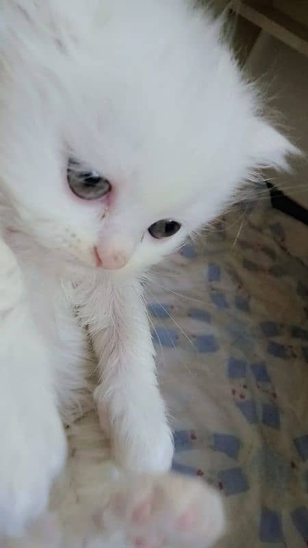 Extra Tripal coated Persian odd eyes kitten 11