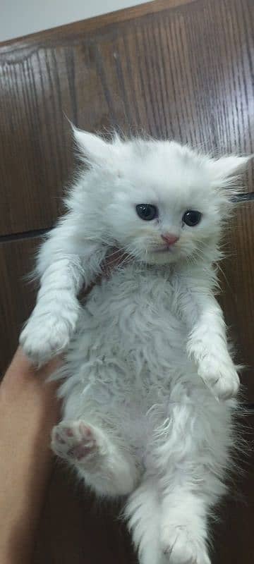 Extra Tripal coated Persian odd eyes kitten 13