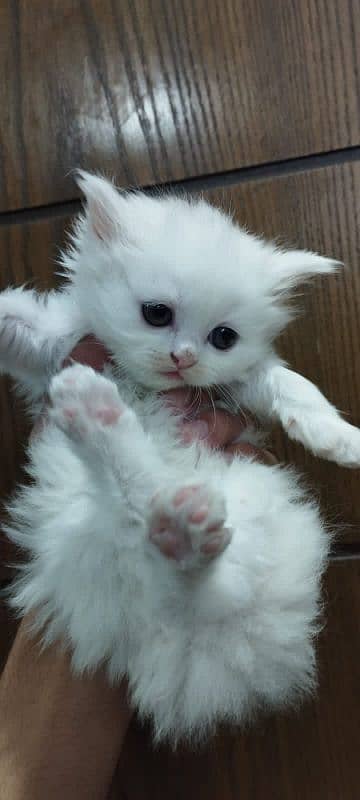 Extra Tripal coated Persian odd eyes kitten 14