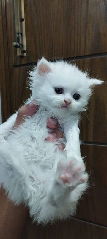 Extra Tripal coated Persian odd eyes kitten 15