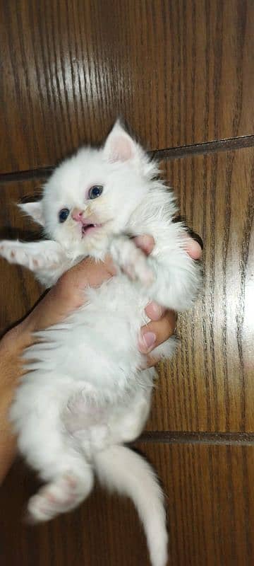 Extra Tripal coated Persian odd eyes kitten 17