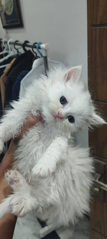 Extra Tripal coated Persian odd eyes kitten 19