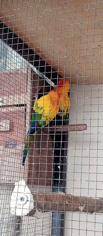 Sun conure Breeder Pair 0