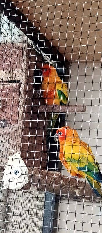 Sun conure Breeder Pair 1