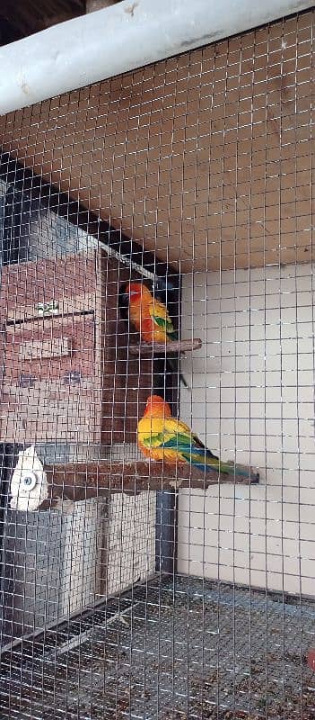 Sun conure Breeder Pair 2