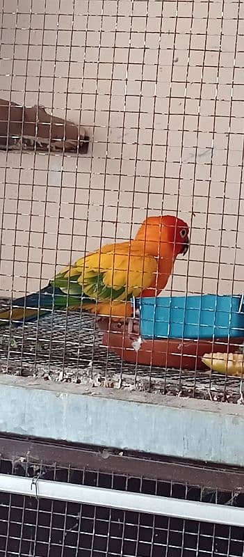 Sun conure Breeder Pair 3