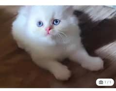 quality Persian panch face cate & kittan male female both available h