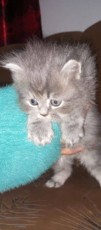 2 triple coated persian kittens are available 1