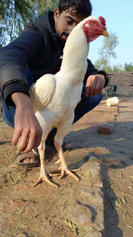 white Murgha 2