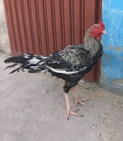 Aseel murgha/rooster