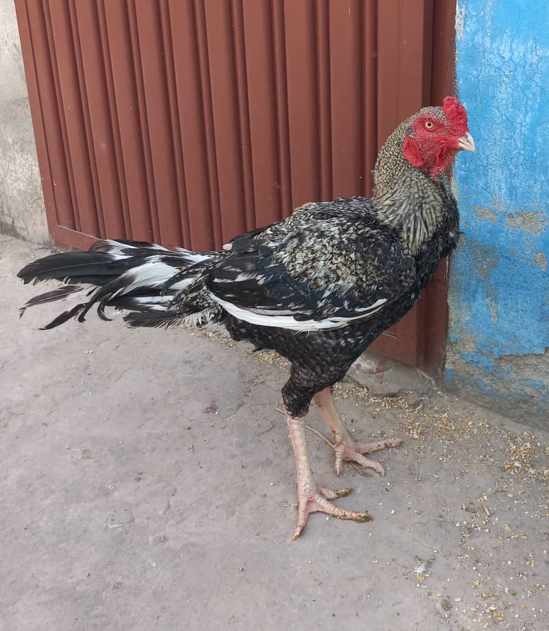 Aseel murgha/rooster 0