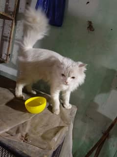 White cat age 8 month