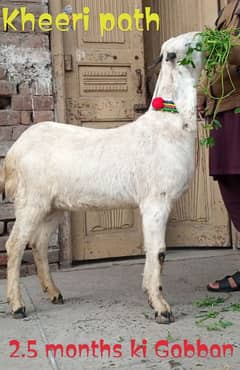 Desi Bakri Gabban