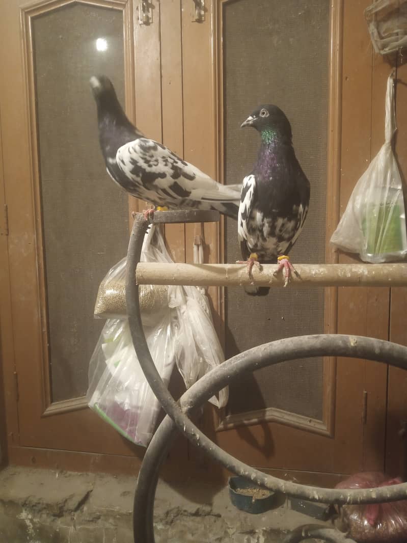 rampuri breeder pair 0