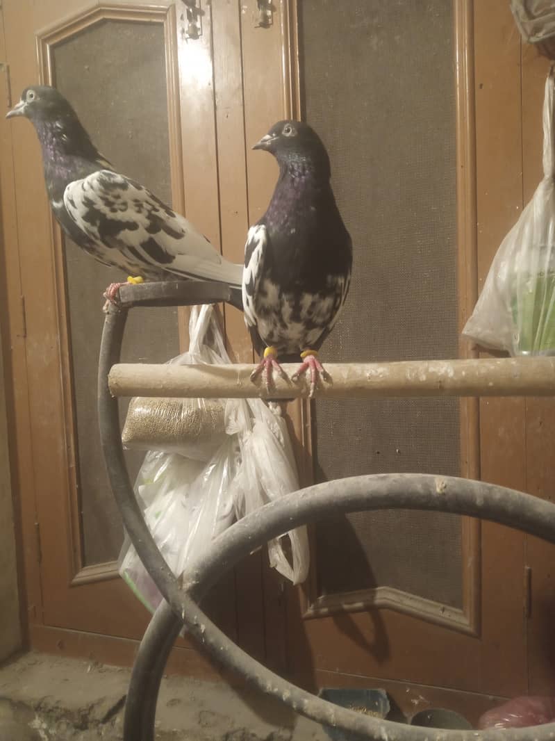 rampuri breeder pair 1