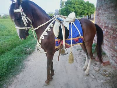 beautiful hors 66 inch