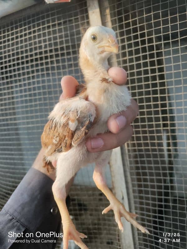 pure indian parrot beak chicks 2