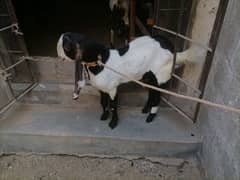 Bakra and Bakri Available for Sale