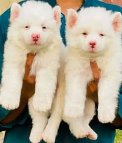 PURE RUSSIAN PUPPY PAIR FOR SALE