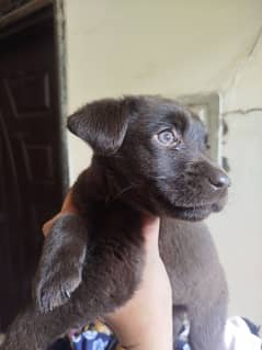 age 1.5 months Chocolate brown female puppy