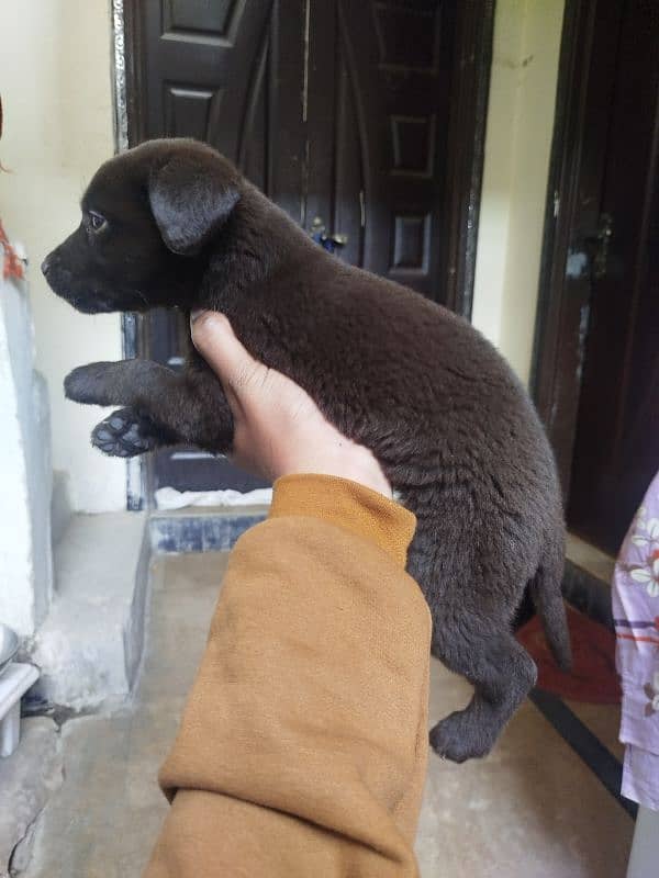 age 1.5 months Chocolate brown female puppy 1