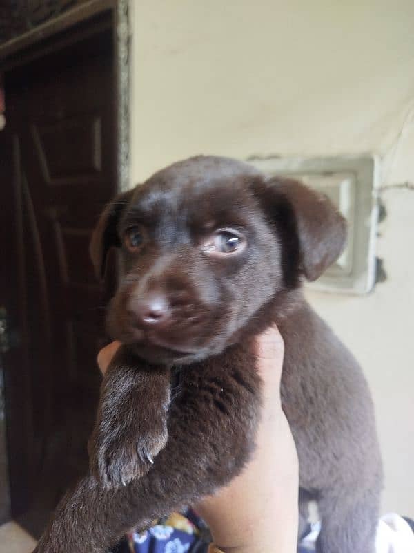 age 1.5 months Chocolate brown female puppy 2