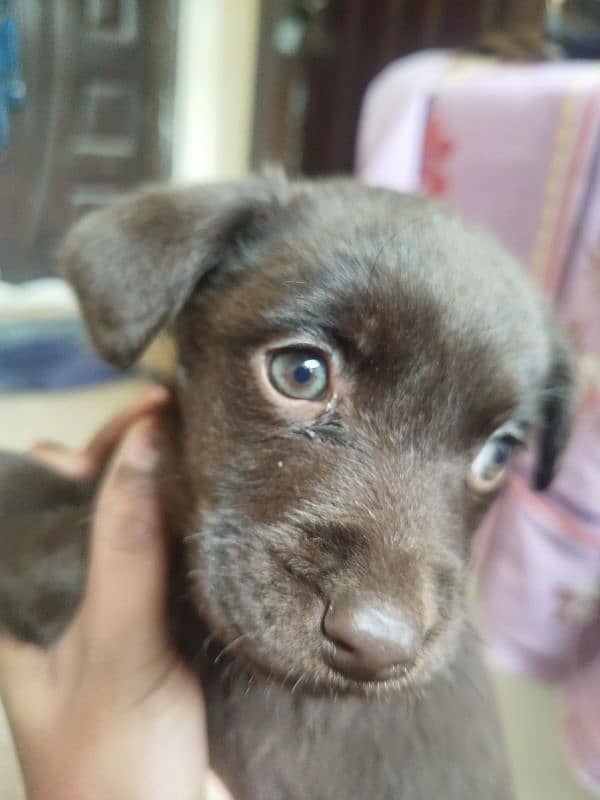 age 1.5 months Chocolate brown female puppy 3