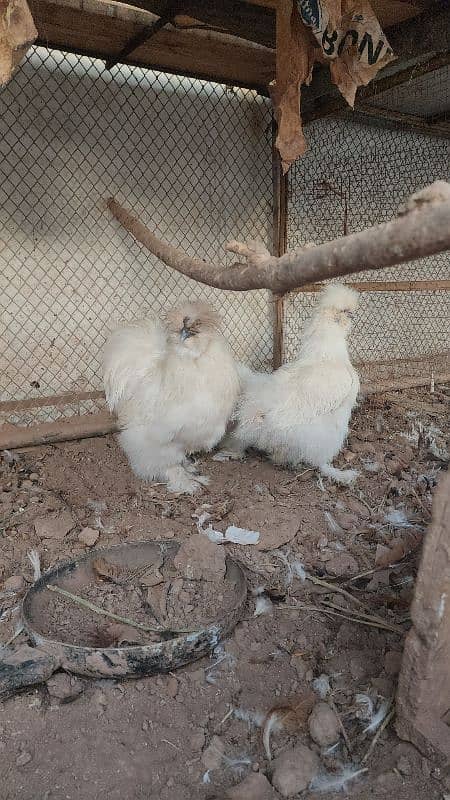 Silkie / Silky / five finger blue ears 1