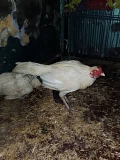 selling By Hens pairs with 6Chiks new born